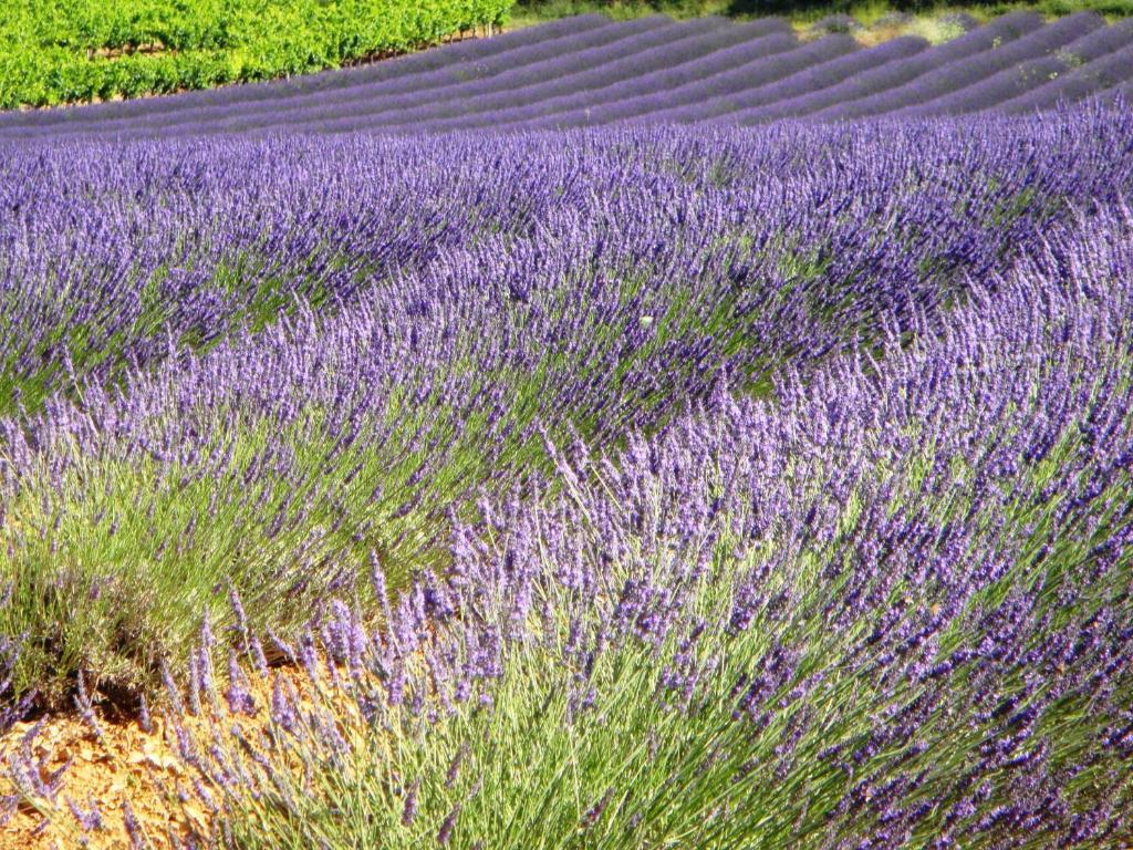 Le Mas Du Terme بارجاك المظهر الخارجي الصورة